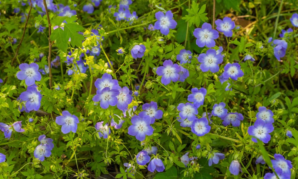 Texas Baby Blue-eyes