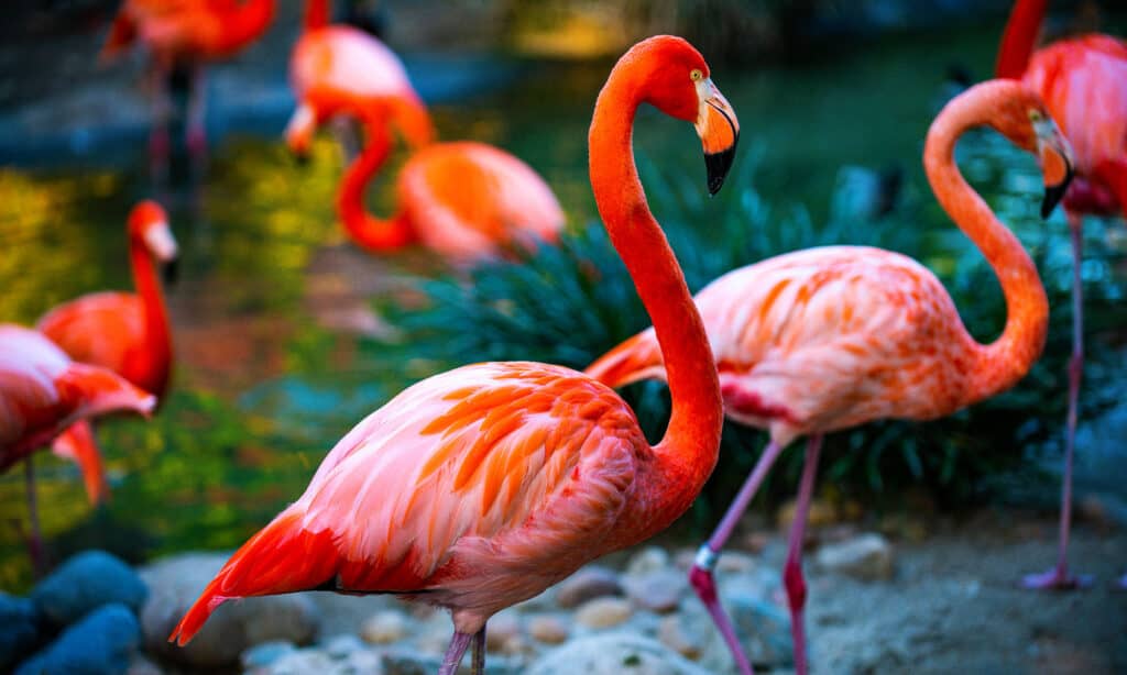 Two flamingos, one center frame, one right Fram, Facing right. They are pink The one on the right has lavender legs. There are other out-of-focus flamingos in the background. 