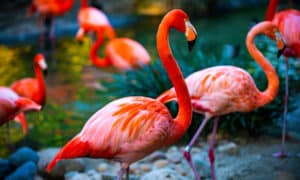 From Birth to Adulthood: Discover the Colors of Flamingos Picture