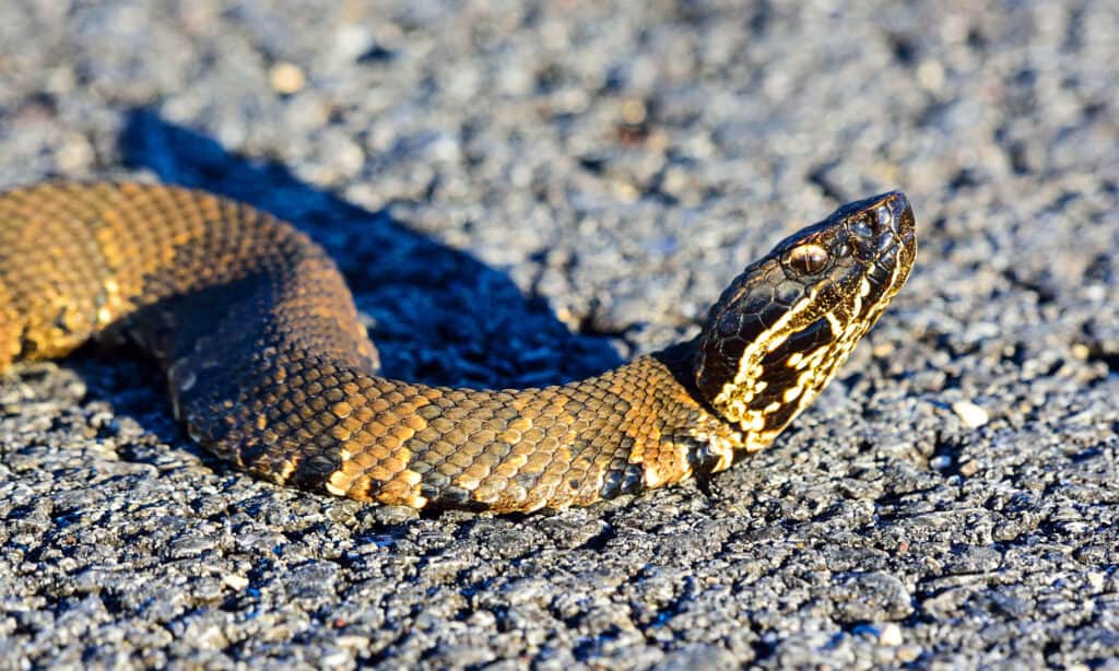 Northern Cottonmouth snakes thrive in wet areas