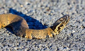 Cottonmouths in Oklahoma: Where They Live and How Often They Bite  photo