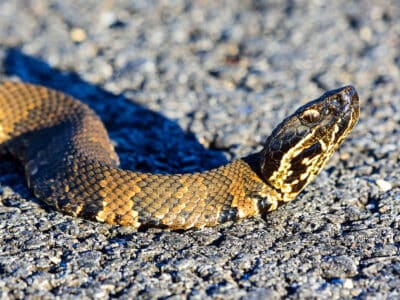A Cottonmouths in North Carolina: Where They Live and How Often They Bite 