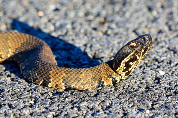 Cottonmouth Quiz: What's Your Snake Knowledge? - A-Z Animals