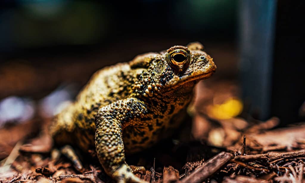 Houston Toad