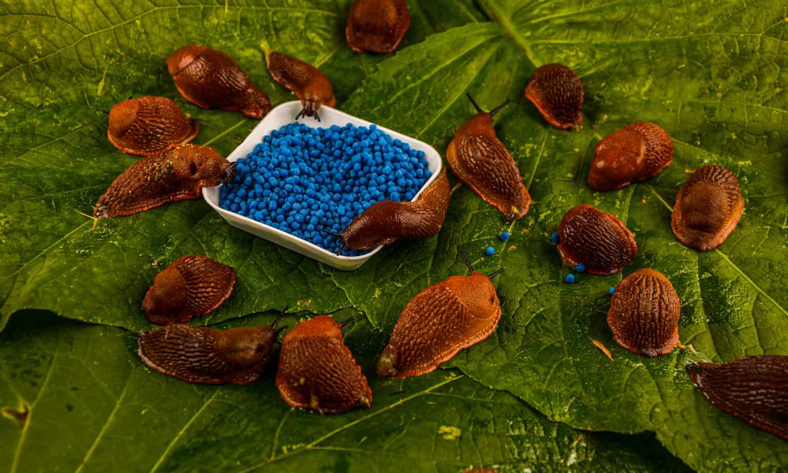 Slug Poop Everything You've Ever Wanted to Know AZ Animals