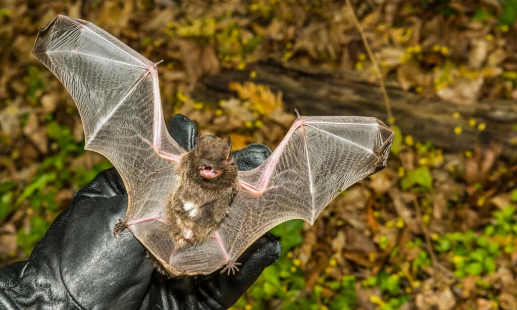 Silver-Haired Bat (Lasionycteris noctivagans)
