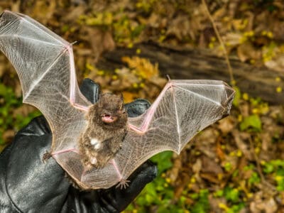 A Bat Spirit Animal Symbolism & Meaning