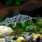 Pictus catfish