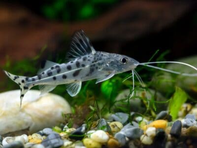 A Pictus Catfish