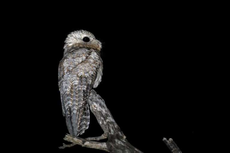 Great Potoo is perching on a big branch at night with a black background looking towards the right