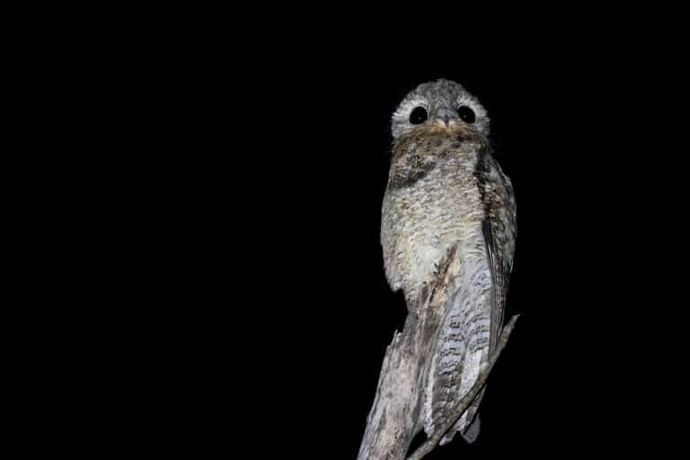 A Great Potoo is perching on a big branch at night with a black background looking towards the camera