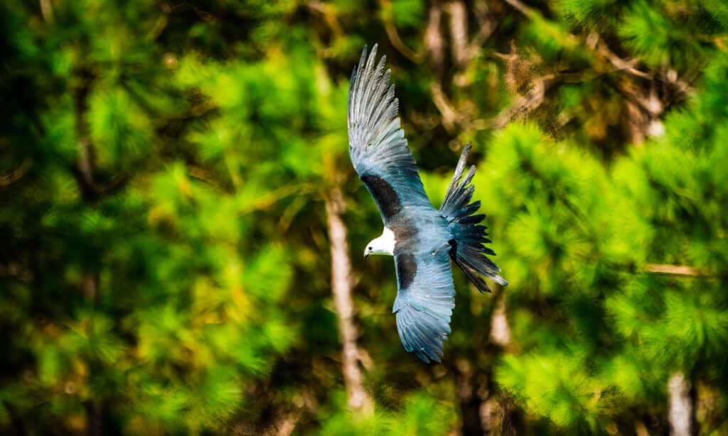 Swallow tailed Kite