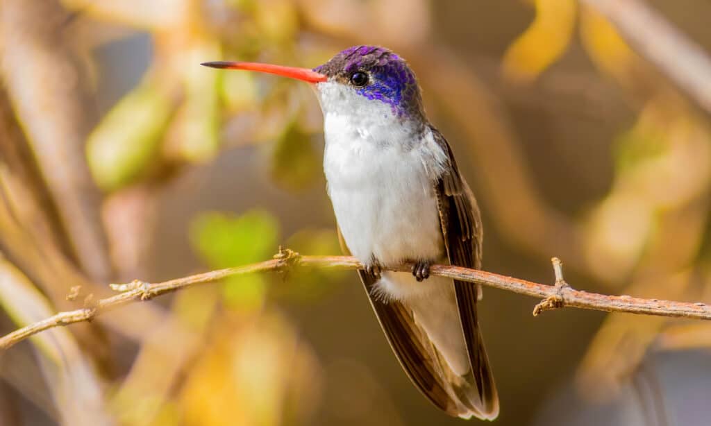 Violet-Crowned Hummingbird