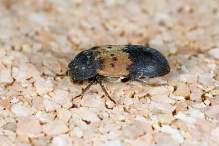 larder beetles are a type of skin beetle