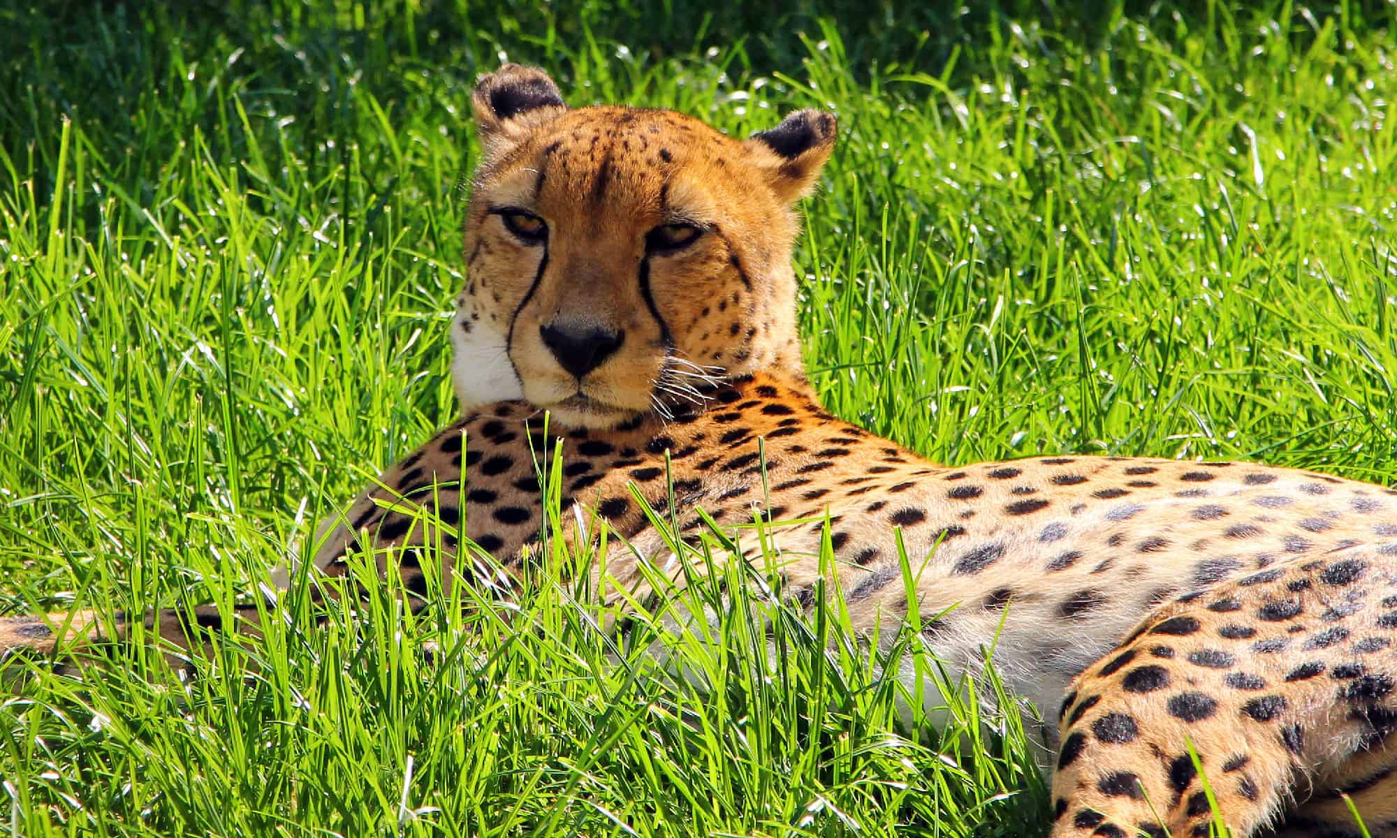 Indian Asiatic Cheetah