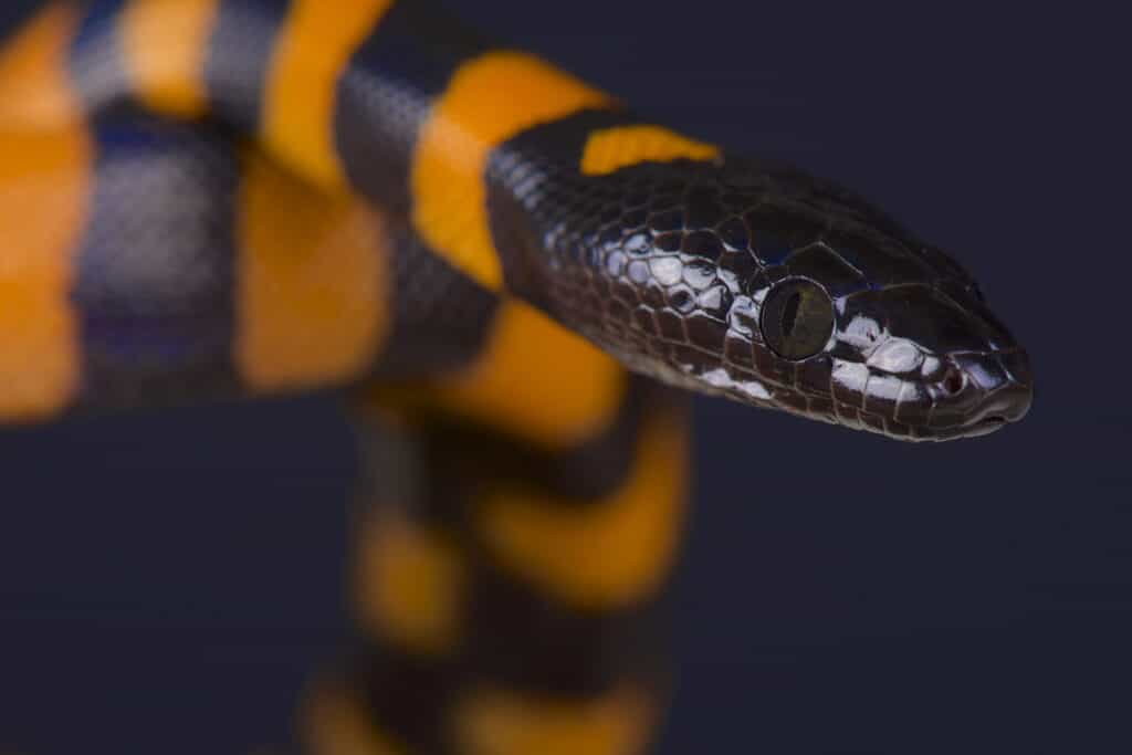 Bismarck Ringed Python headshot on a black background