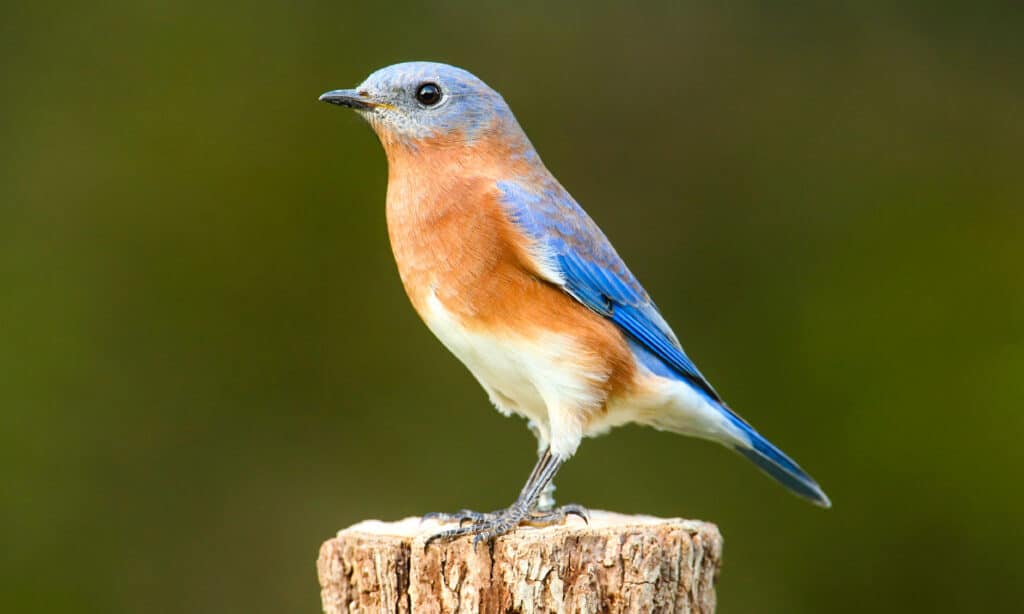 Female Eastern Bluebird