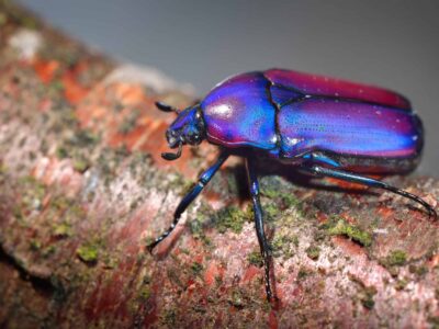 A Scarab Beetle