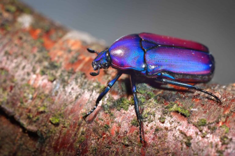 Flower scarab beetle