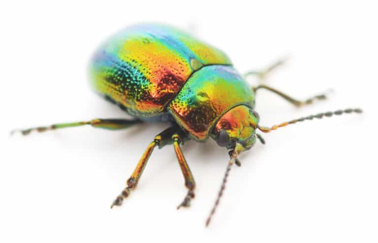 green beetle — a type of scarab beetle