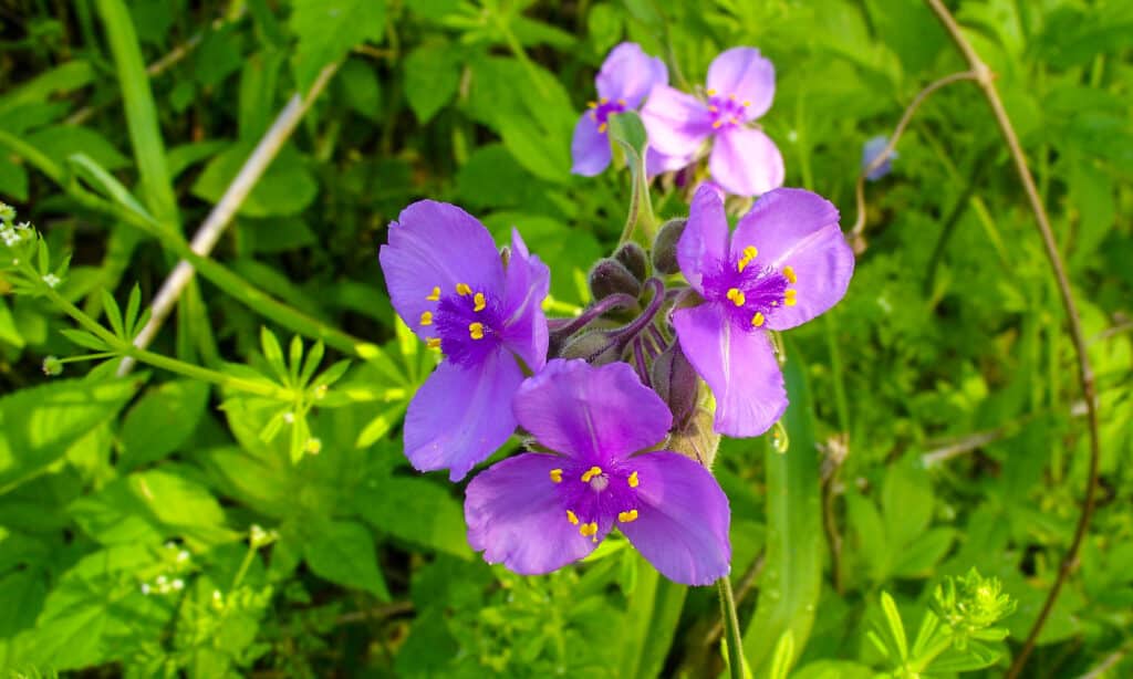 Texas Spiderwort