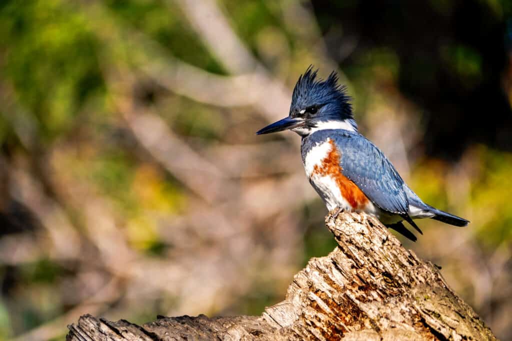 belted kingfisher eggs