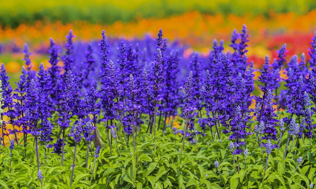 Mealy Blue Sage (Salvia fainacea) has lavender-blue flowers 