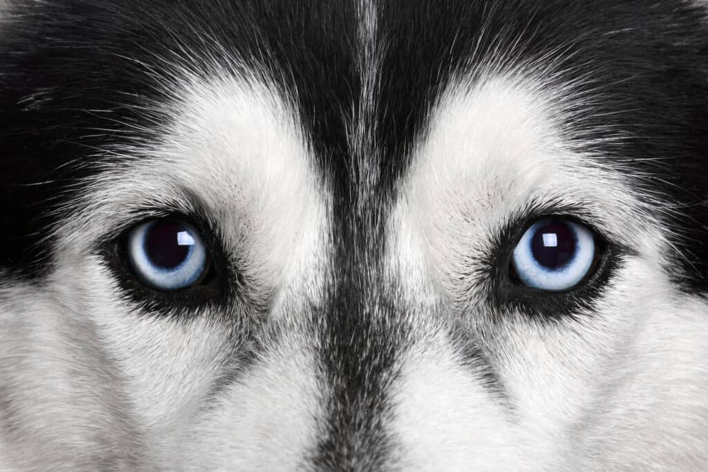 Closeup of a husky's blue eyes