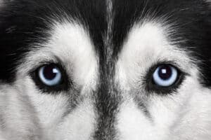 The 200+ Best Blue-Eyed Dog Names photo