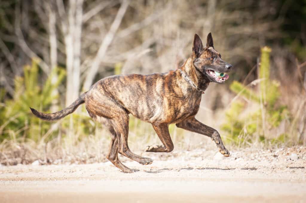 Dutch shepherd family store dog