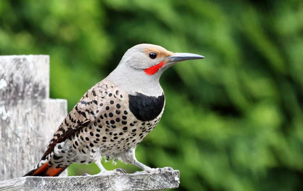 Male Northern Flicker