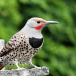 Northern Flicker