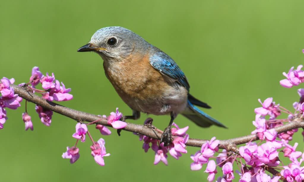 Female Eastern Bluebird