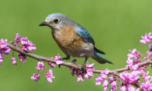 West Virginia’s 5 Best Bird Watching Spots This Summer Picture