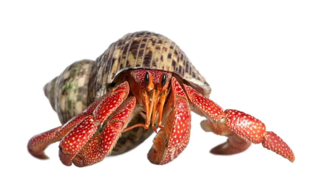 A front view of a strawberry hermit crab on a white background