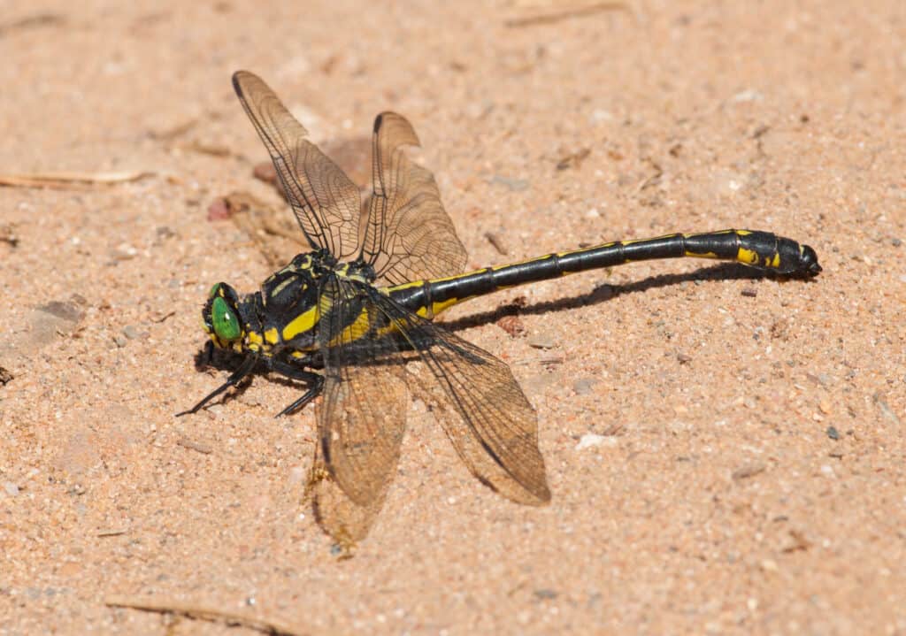 Dragonhunter resting in the sand