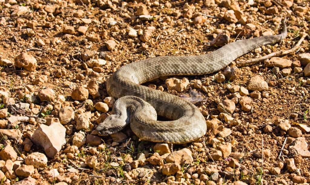 Levantine Viper