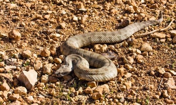 Meet 12 Snakes of the Euphrates River