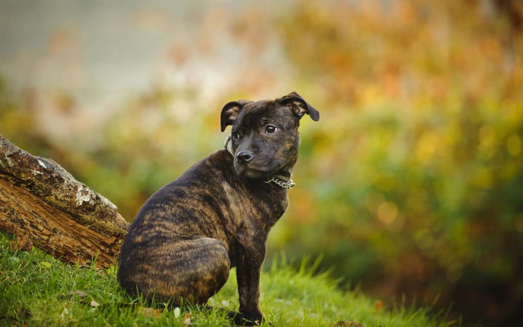 A brindle staffordshire bull terrier sitting on a hill