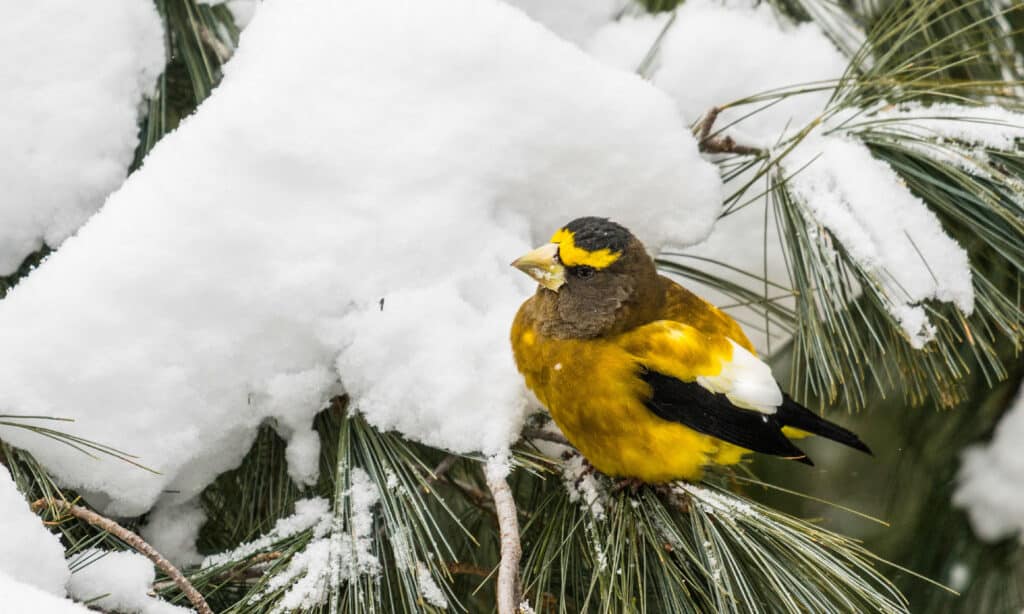 Evening Grosbeak (Hesperiphona vespertinus)