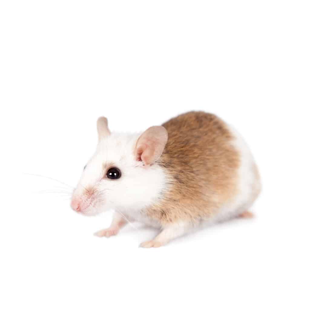 African soft fur rat on white background