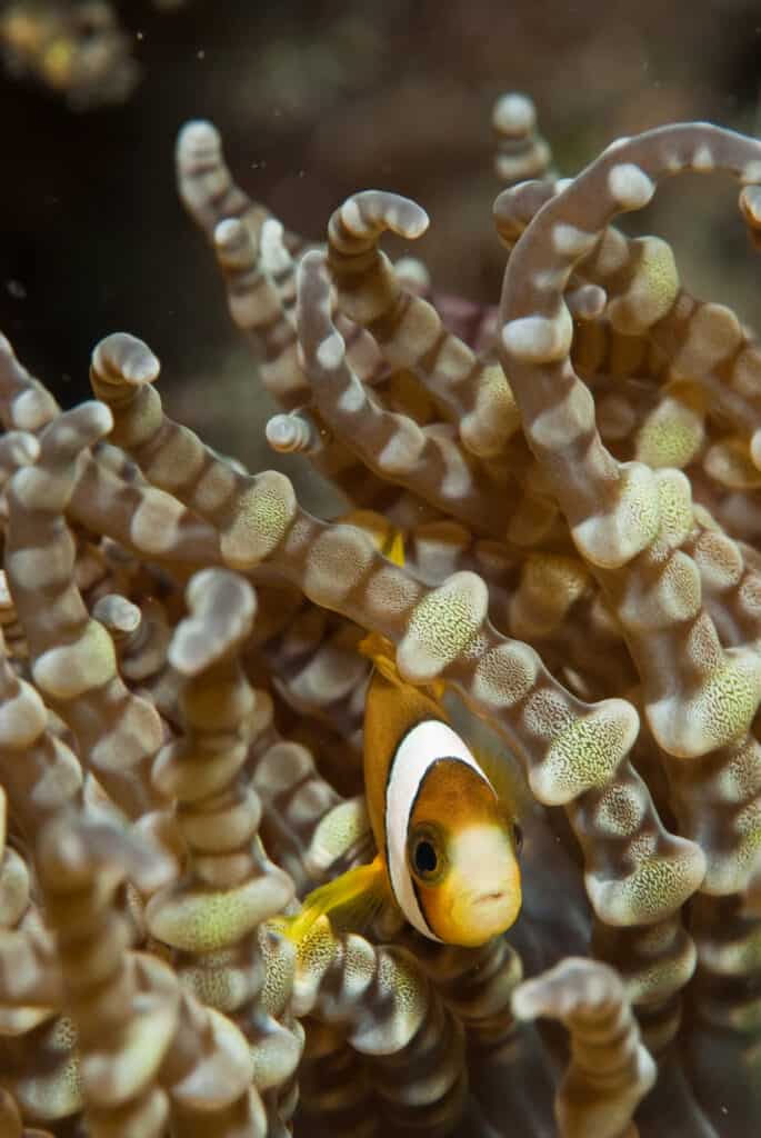Anemonefish Chagos