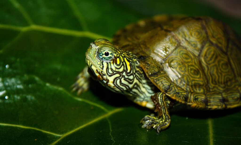 Texas river cooter