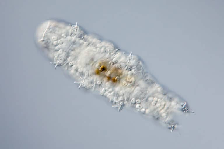 tardigrades