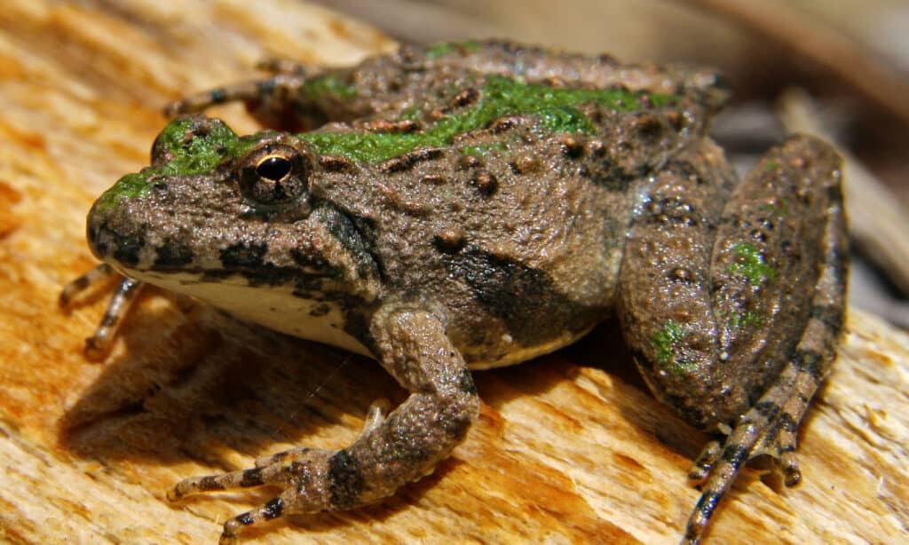 Blanchard's Cricket Frog