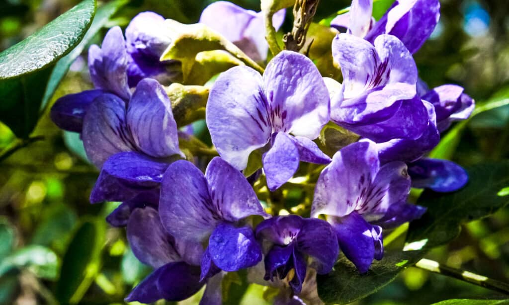 Texas Mountain Laurel