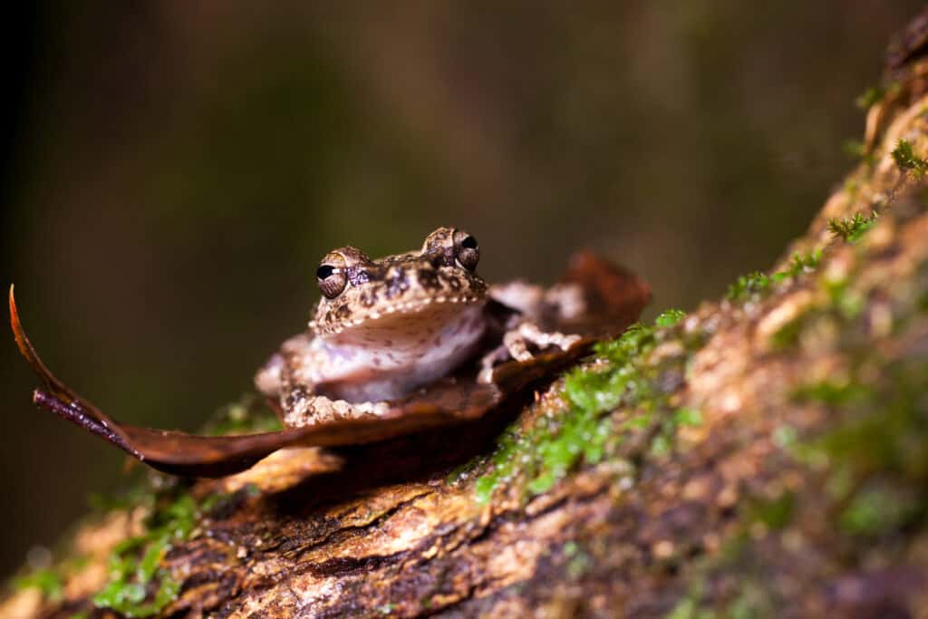 Sri Lanka Shrub Frog Pseudophilautus 