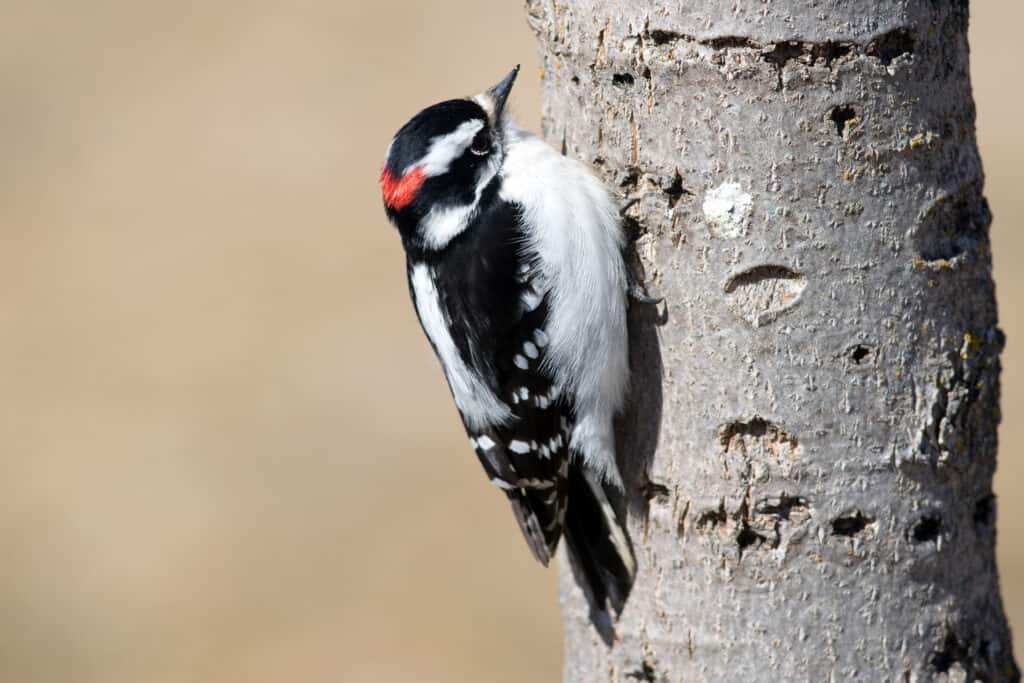 Downy woodpecker