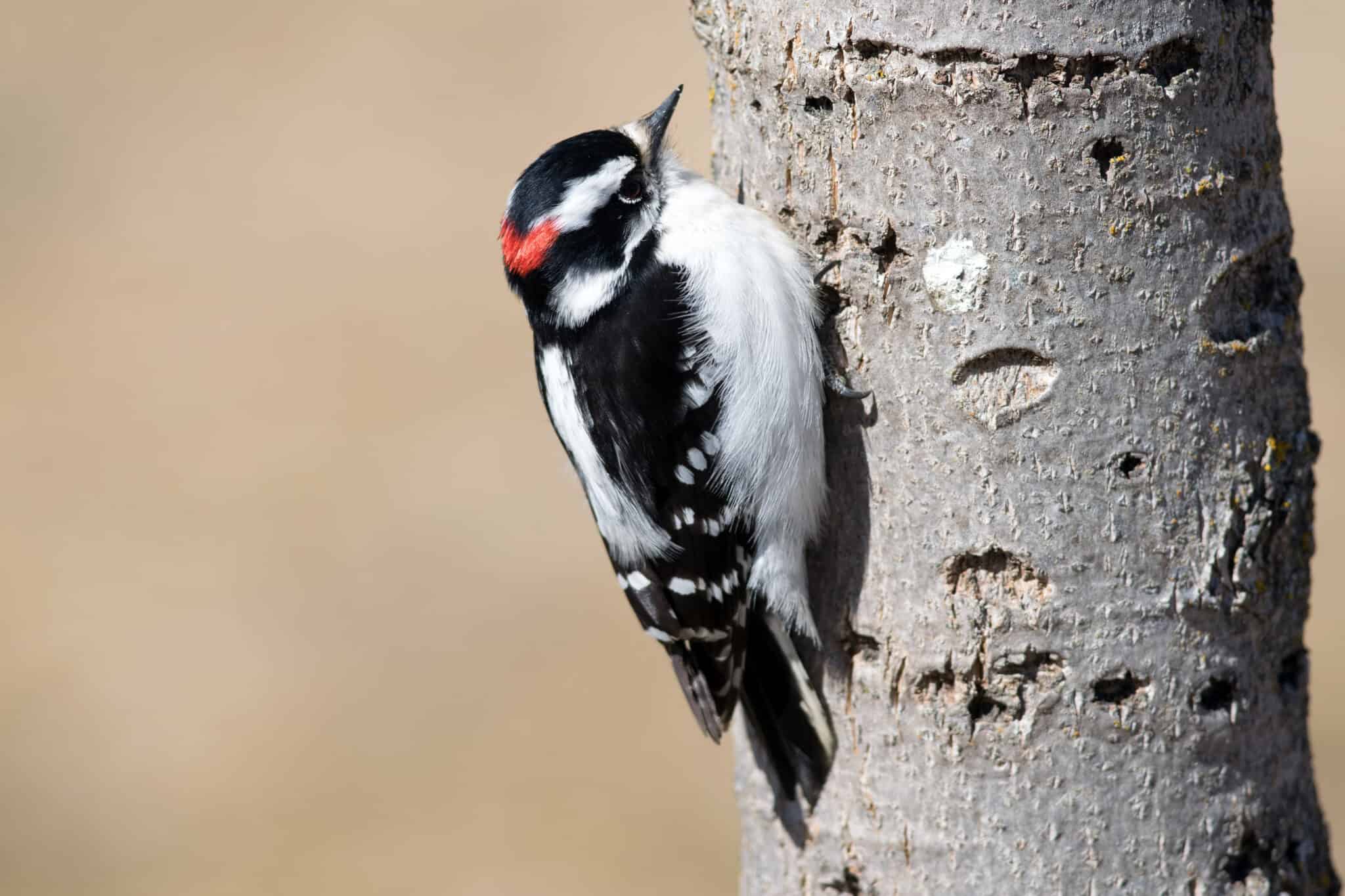 8 Woodpeckers In Georgia Pictures ID Guide And Common Locations A 