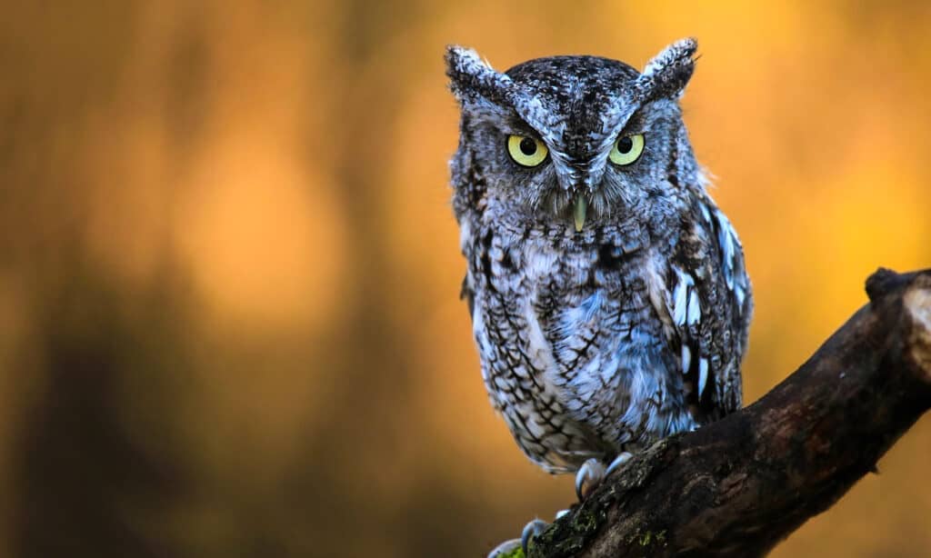 Eastern Screech Owl